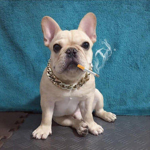 Fashion Dog Chain Collar