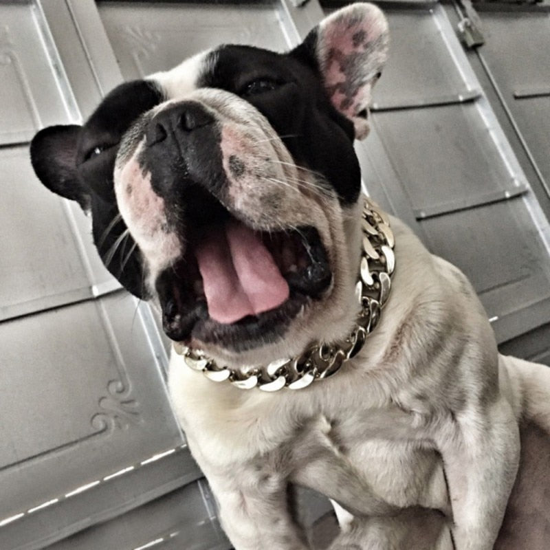 Fashion Dog Chain Collar